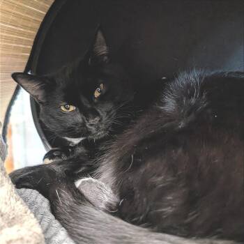 Domestic Short Hair Cats Available for Adoption - Ollie | PetCurious