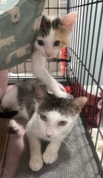 Domestic Short Hair and Domestic Medium Hair Cats Available for Adoption in Boca Raton, Florida - Rose & Blossom BONDED MAMA & KIT | PetCurious