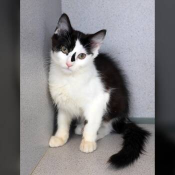 Harmony -  Domestic Long Hair Cat for Adoption in Lambertville, New Jersey - Harmony | PetCurious
