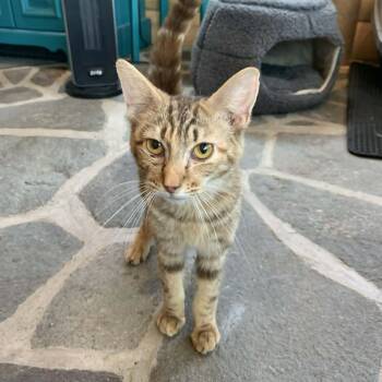 Torbie Cats Available for Adoption in Hawley, Pennsylvania - Fig | PetCurious