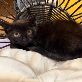 Guinness -  Domestic Medium Hair Cat for Adoption in Lewisville, Texas - Guinness | PetCurious