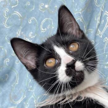 Dash -  Domestic Medium Hair Cat for Adoption in Grand Rapids, Minnesota - Dash | PetCurious