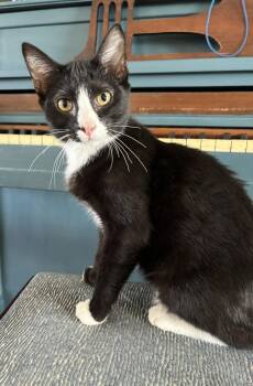 Rescue Tuxedo Cats for Adoption in Bentonville, Arkansas - Alfie | PetCurious