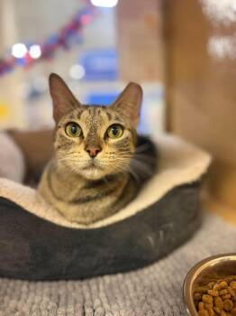 Yewey -  Domestic Short Hair Cat for Adoption in Chicago, Illinois - Yewey | PetCurious