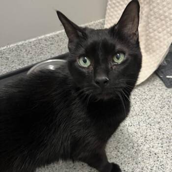 Domestic Short Hair Cats Available for Adoption - Polo | PetCurious