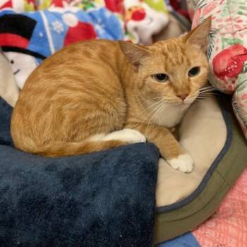 Sunshine -  Domestic Short Hair Cat for Adoption in Los Angeles, California - Sunshine | PetCurious