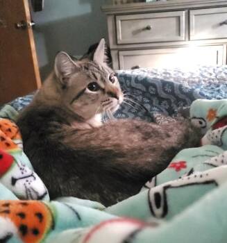 Penelope -  Domestic Short Hair and Siamese Cat for Adoption in Ogden, Utah - Penelope | PetCurious
