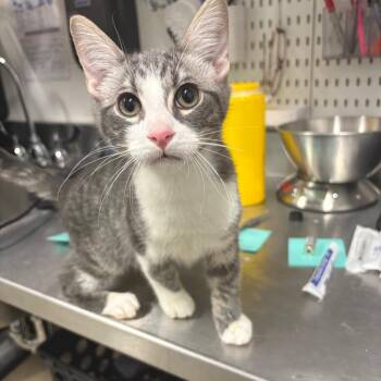 Woody -  Domestic Short Hair Cat for Adoption in League City, Texas - Woody | PetCurious