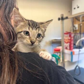 Wasabi -  Domestic Short Hair Cat for Adoption in Lake Panasoffkee, Florida - Wasabi | PetCurious