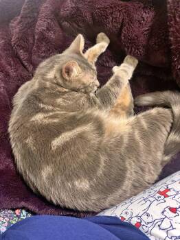 STORMY #1988 - Offered by Owner - Young Female -  Tabby and Domestic Short Hair Cat for Adoption in Hillsboro, Oregon - STORMY #1988 - Offered By Owner - Young Female | PetCurious
