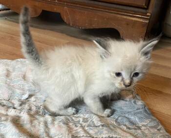 Carnage -  Domestic Short Hair Cat for Adoption in Evansville, Indiana - Carnage | PetCurious