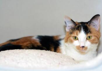 Rescue Calico Cats for Adoption in San Clemente, California - CALLIE | PetCurious