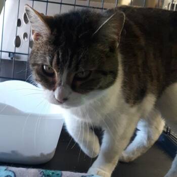 Domestic Short Hair Cats Available for Adoption - Tilly | PetCurious