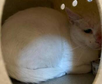 Clawclip-Barn cat -  Domestic Short Hair Cat for Adoption in Lampasas, Texas - Clawclip-Barn Cat | PetCurious