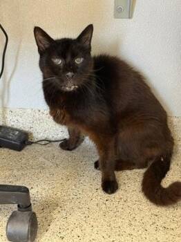 Timber -  Domestic Short Hair Cat for Adoption in Lafayette, Indiana - Timber | PetCurious