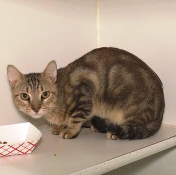 Rescue Domestic Short Hair Cats for Adoption in West Chester, Pennsylvania - Daisey | PetCurious