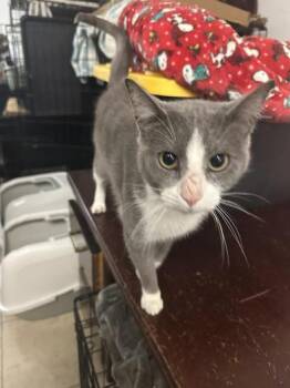 Rescue Domestic Short Hair Cats for Adoption in Liverpool, Texas - Martin | PetCurious