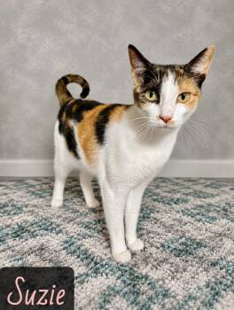 Suzie -  Domestic Short Hair Cat for Adoption in Englewood, Florida - Suzie | PetCurious