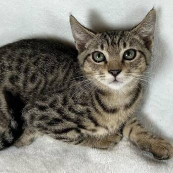 Atlas -  Domestic Short Hair Cat for Adoption in Johnson City, Tennessee - Atlas | PetCurious