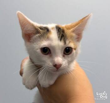 Hazel -  Domestic Short Hair Cat for Adoption in Washington, District Of Columbia - Hazel | PetCurious