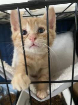 DUMPLING -  Domestic Short Hair Cat for Adoption in Charlotte, North Carolina - DUMPLING | PetCurious