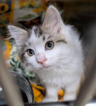 Eloise (Violet