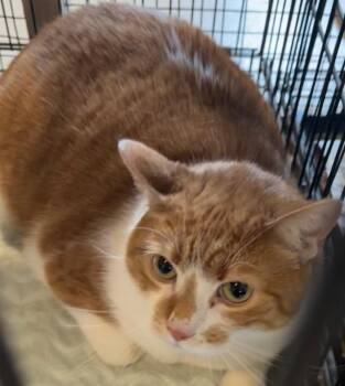 Pippin -  Domestic Short Hair Cat for Adoption in Elizabethton, Tennessee - Pippin | PetCurious
