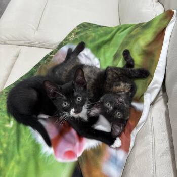 Rescue Domestic Short Hair Cats for Adoption in Calverton, Maryland - Mini & Mouse | PetCurious