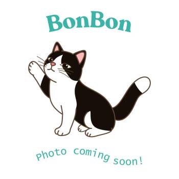BonBon -  American Shorthair Cat Available for Adoption in Houston, Texas - BonBon | PetCurious
