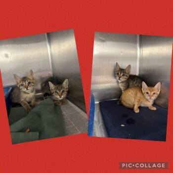 26-0757C -  Domestic Short Hair Cat for Adoption in Sorrento, Louisiana - 26-0757C | PetCurious
