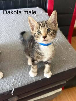 Dakota -  Domestic Short Hair Cat for Adoption in Westfield, Massachusetts - Dakota | PetCurious