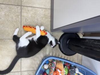 Domestic Short Hair Cats Available for Adoption in Greece, New York - Flint | PetCurious