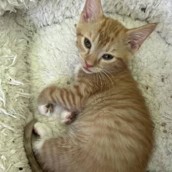 Carrot -  American Shorthair Cat for Adoption in Huntsville, Alabama - Carrot | PetCurious