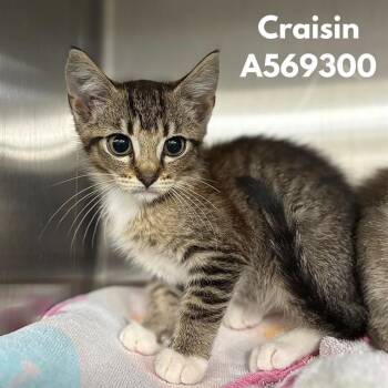 CRAISIN -  Domestic Short Hair Cat for Adoption - CRAISIN | PetCurious