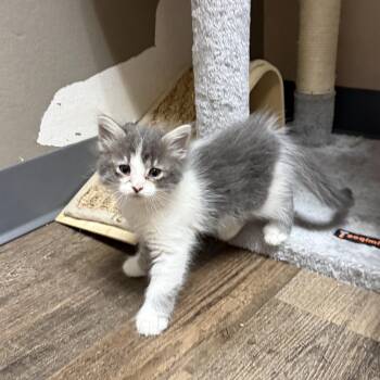Tyene Sand -  Domestic Medium Hair Cat for Adoption in Oconto, Wisconsin - Tyene Sand | PetCurious