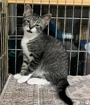 BLIZZARD -  Domestic Short Hair Cat for Adoption in Southbury, Connecticut - BLIZZARD | PetCurious
