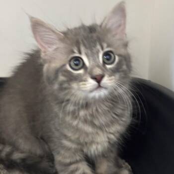 Tomato (ORG) -  Domestic Short Hair Cat for Adoption in League City, Texas - Tomato (ORG) | PetCurious