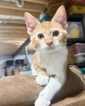 Dutton -  Domestic Short Hair Cat for Adoption in Mokena, Illinois - Dutton | PetCurious