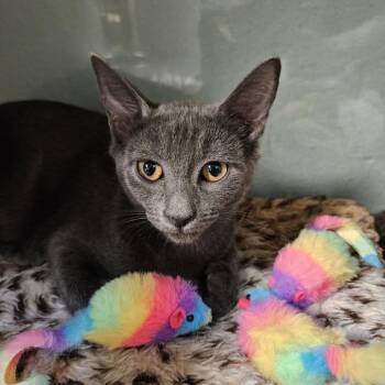 Blaze 54024 -  Domestic Short Hair Cat for Adoption in Las Vegas, Nevada - Blaze 54024 | PetCurious