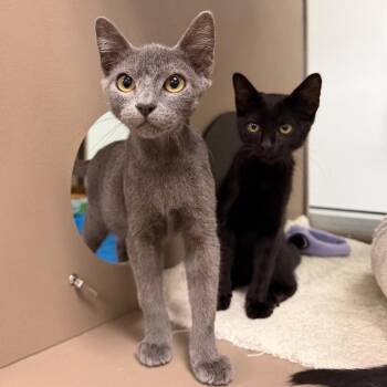 Durst -  Domestic Short Hair Cat for Adoption in Dickinson, Texas - Durst | PetCurious