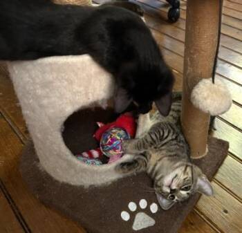 Rescue Domestic Short Hair Cats for Adoption in Hagerstown, Maryland - ODETTE | PetCurious