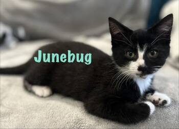 Junebug -  Domestic Short Hair Cat for Adoption in Lemoyne, Pennsylvania - Junebug | PetCurious