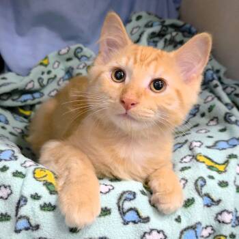 Kit -  Domestic Medium Hair Cat for Adoption in Michigan City, Indiana - Kit | PetCurious