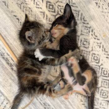 Combination 26 -  Domestic Short Hair Cat for Adoption in Austin, Texas - Combination 26 | PetCurious