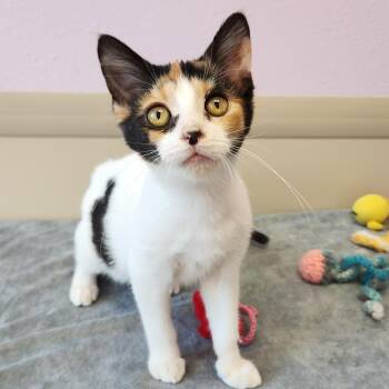Pippi -  Calico Cat for Adoption in Marshfield, Wisconsin - Pippi | PetCurious