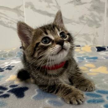 Nova -  Domestic Short Hair Cat for Adoption in Huntsville, Alabama - Nova | PetCurious