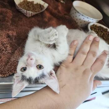 You -  Domestic Short Hair Cat for Adoption in Austin, Texas - You | PetCurious