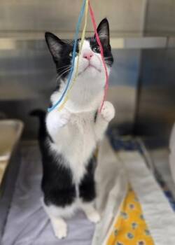 Clare -  Domestic Short Hair Cat for Adoption in Westland, Michigan - Clare | PetCurious