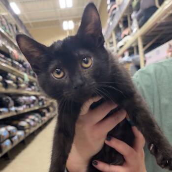 Rescue Domestic Short Hair Cats for Adoption in Monroe, Michigan - Spirit | PetCurious