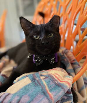 Rescue Domestic Short Hair Cats for Adoption in Alexandria, Virginia - Dobby - KITTEN In Foster | PetCurious